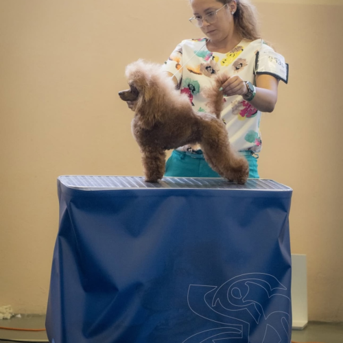 EUROPEAN DOG SHOW